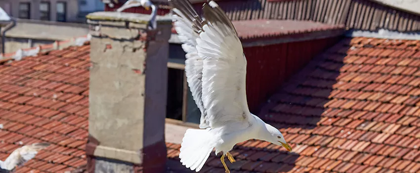 Residential Chimney Animal Removal Solution in Indianapolis, IN